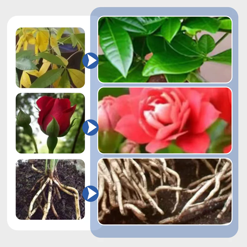 🌱Vloeibare reviver voor meerdere planten - Image 5