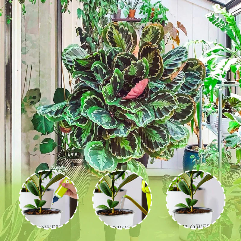 🎉Nieuwjaars Cadeau 50% KORTING!🌱Universele Vloeibare Plantenvoeding: Laag Onderhoud & Rijke Voedingsstoffen – Voor Binnen- & Buitenplanten! - Image 7