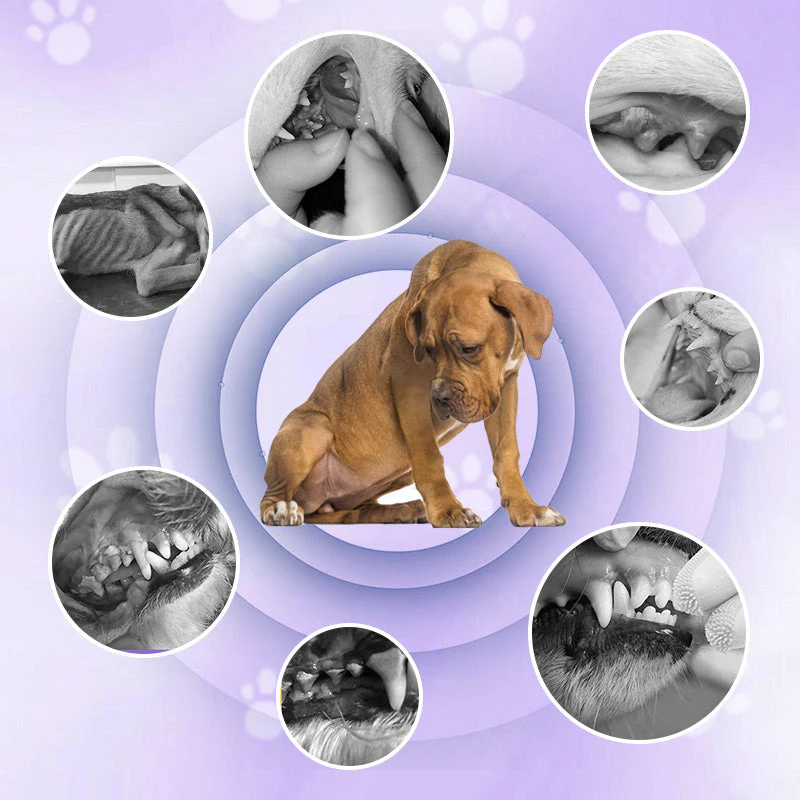 🦷🐾 2-in-1 Tandenborstel Pen voor Huisdieren – Tandsteen Verzachtende Formule, Antislip Handvat & Dagelijkse Gebitsverzorging（Perfect voor Honden & Katten!） - Image 2