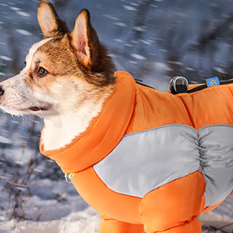 🐾❄️ Reflecterende Waterdichte Warme Hondenjas – Geïntegreerd Harnas, Dikke Isolatie & Veiligheid voor Kleine Honden - Image 2
